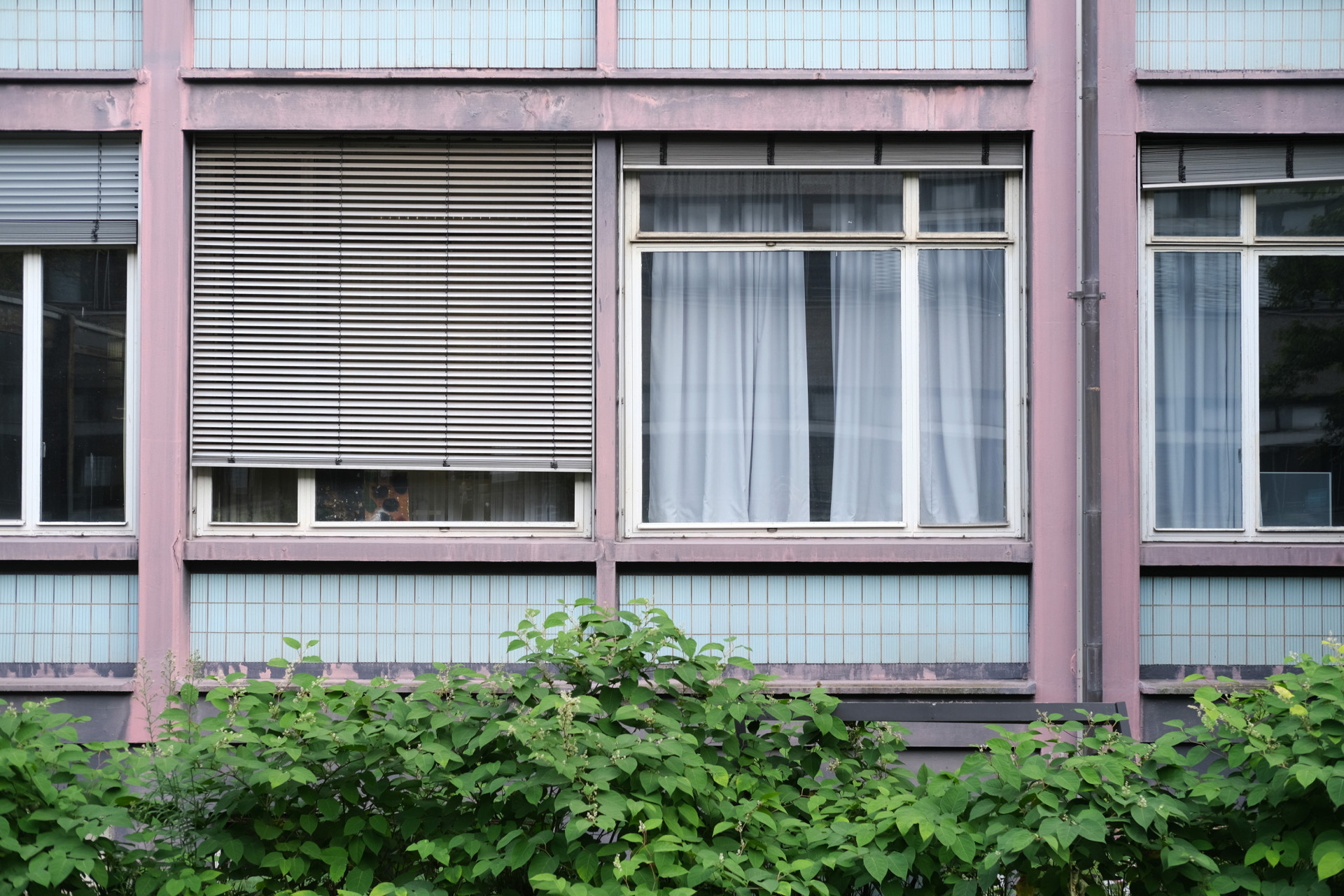 Fassadenansicht mit Fenstern, Jalousien und Pflanzen im Vordergrund. Stimmungsvolles Licht.