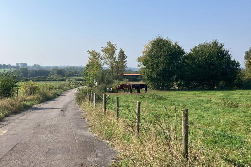 Ländliche Szenerie mit Pferden auf einer Wiese, umgeben von Bäumen und klarem Himmel.